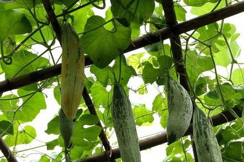 怀孕可以吃老鼠瓜,老鼠瓜的营养与食用指南