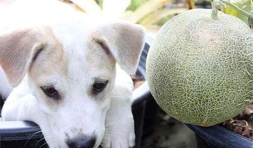 狗吃哈密瓜有没有影响,探究其对狗狗健康的影响