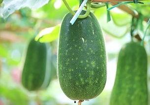 吃瓜叶的瓜种子