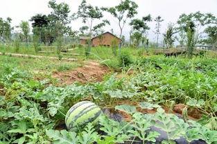 历史吃瓜社,揭秘那些年宫廷里的八卦风云