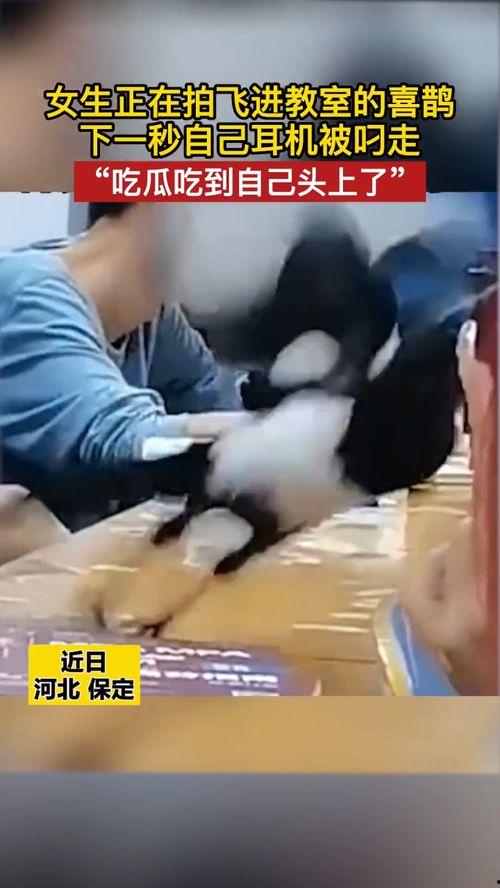 保定吃瓜少女视频最新