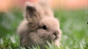 喜欢吃兔子的瓜,揭秘兔子爱好者们的独特口味