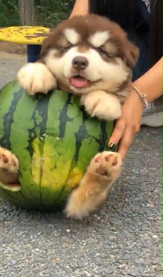 吃瓜二狗,揭秘娱乐圈背后的那些事儿