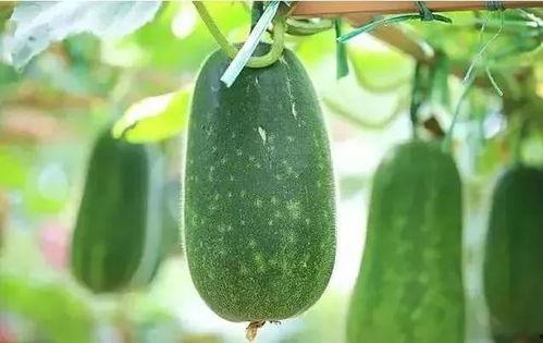 项吃瓜,揭秘娱乐圈背后的那些事儿