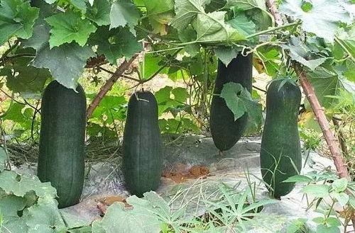 夏天吃瓜不如吃它,吃它胜过吃瓜