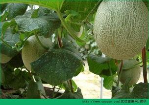 佛祖吃哈密瓜吗