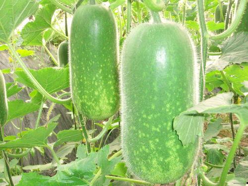 南京高霏吃瓜,揭秘网络热议背后的真相