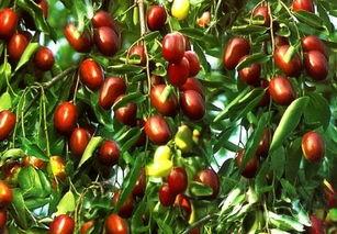 又吃瓜又吃枣,双喜临门美食盛宴